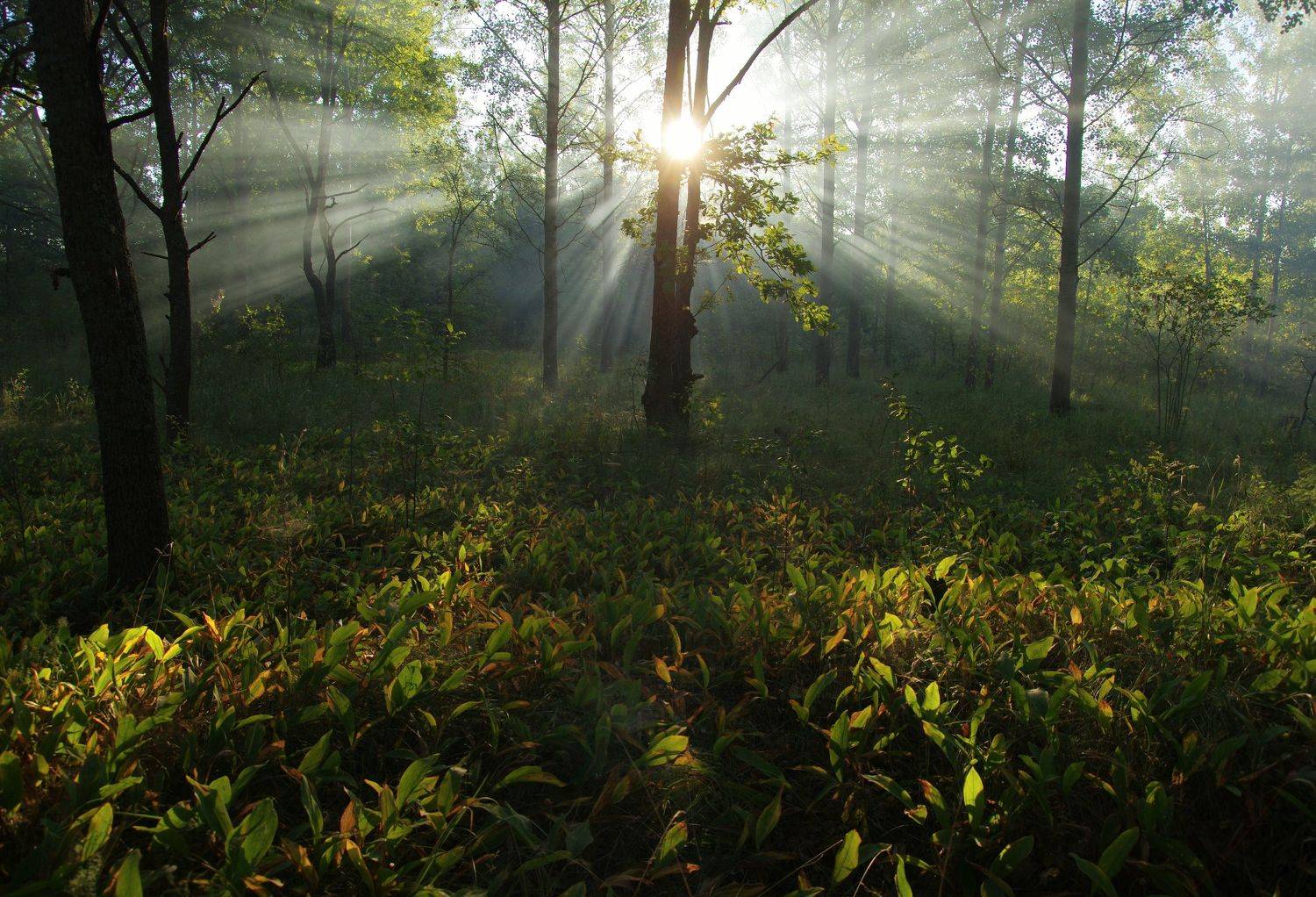 , Сергей Шляга