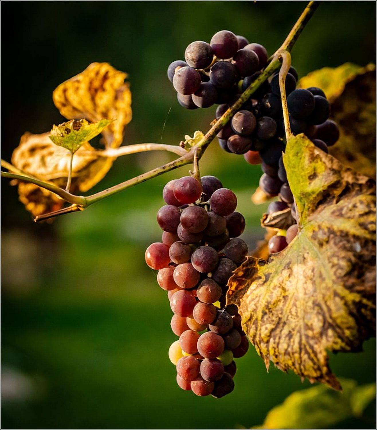 макро, Виктор Парщиков