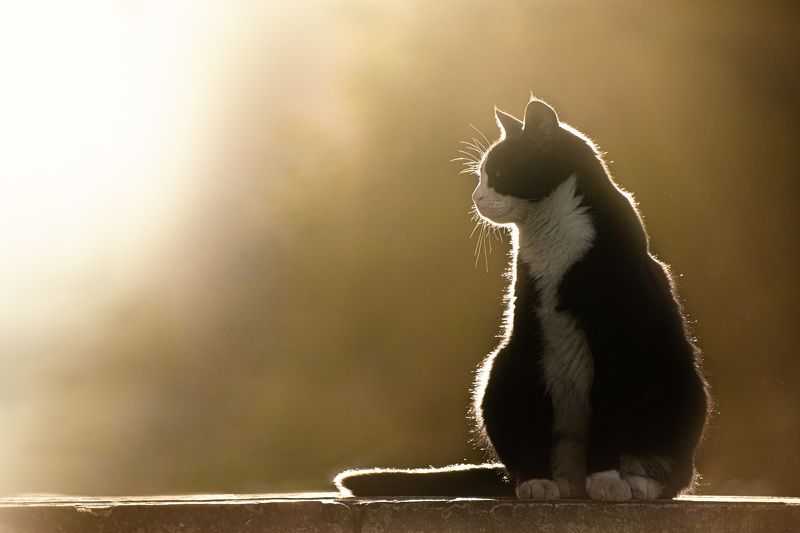 кот кошка cat  фото превью