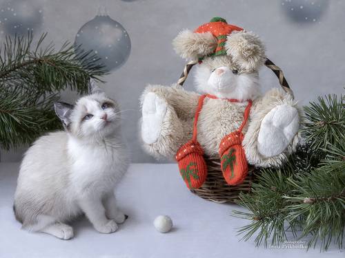 Новогодние котята