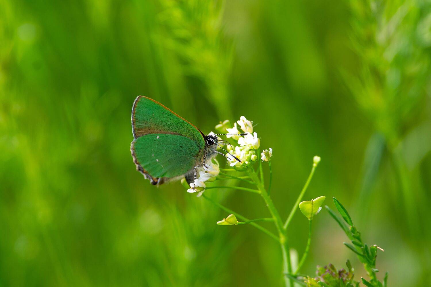 volgograd, russia, butterfly, wildlife, , Сторчилов Павел