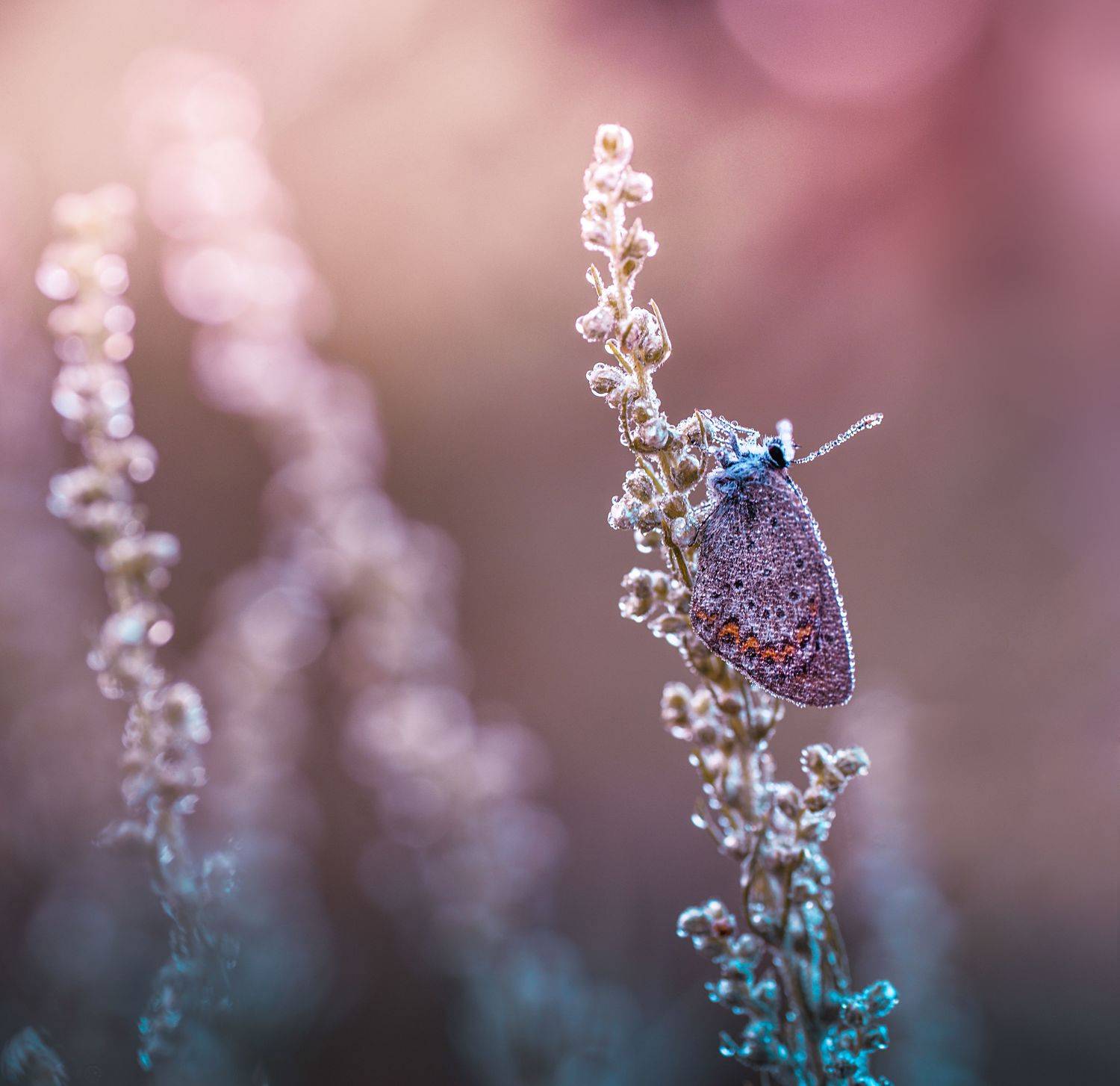 , Лапшина Владлена