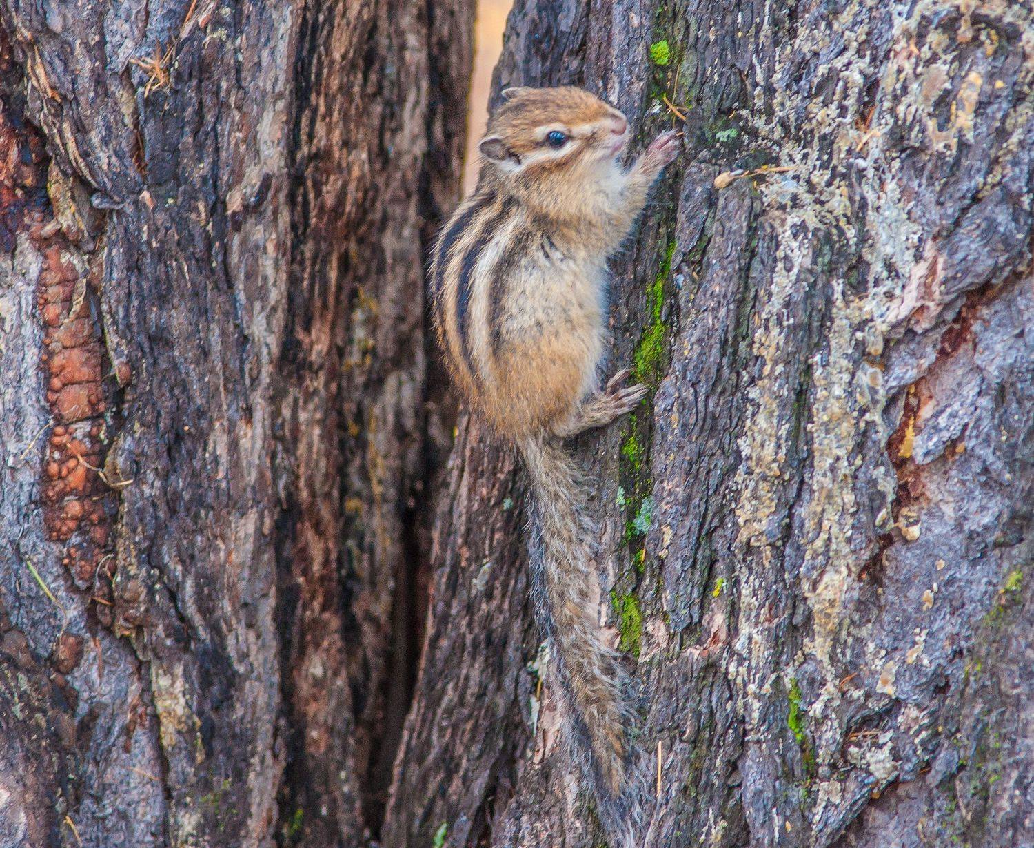 , Андрей Загребельный