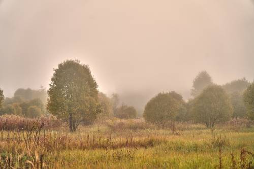 Молочное утро