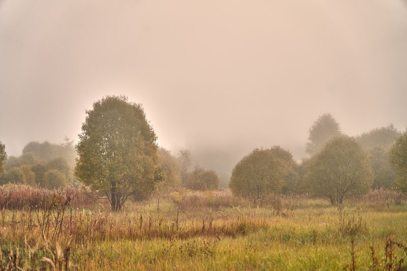 утро, рассвет, осень, природа, туман Молочное утро фото превью