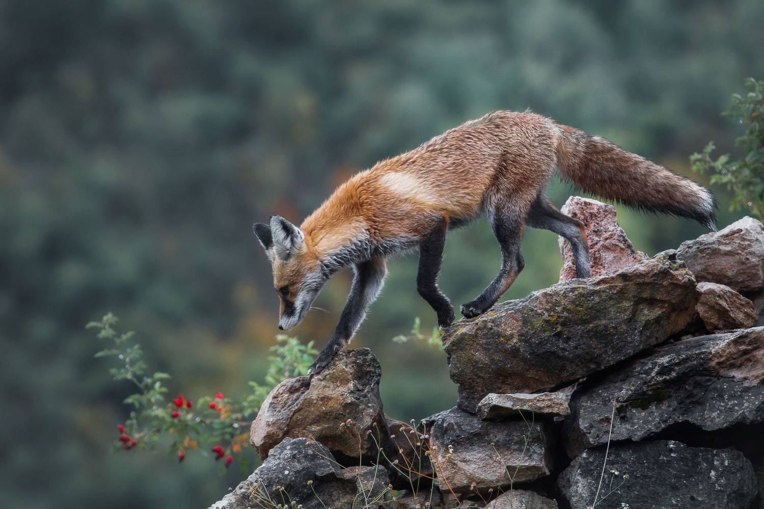 , Vyacheslav Lozhkin