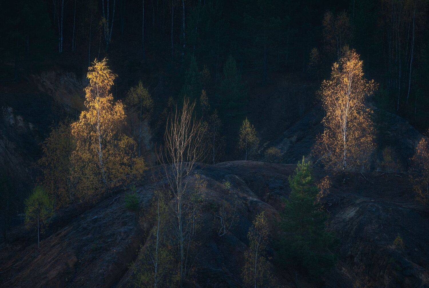 суворов, берёза, тульская область, карьер, Левыкин Виталий