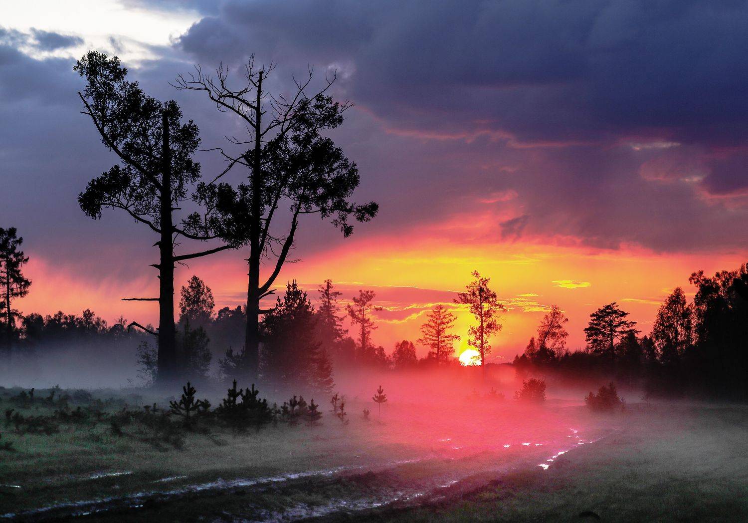 закат, лиственницы, Логвинович Андрей