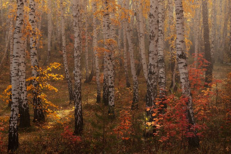 Огоньки фото превью