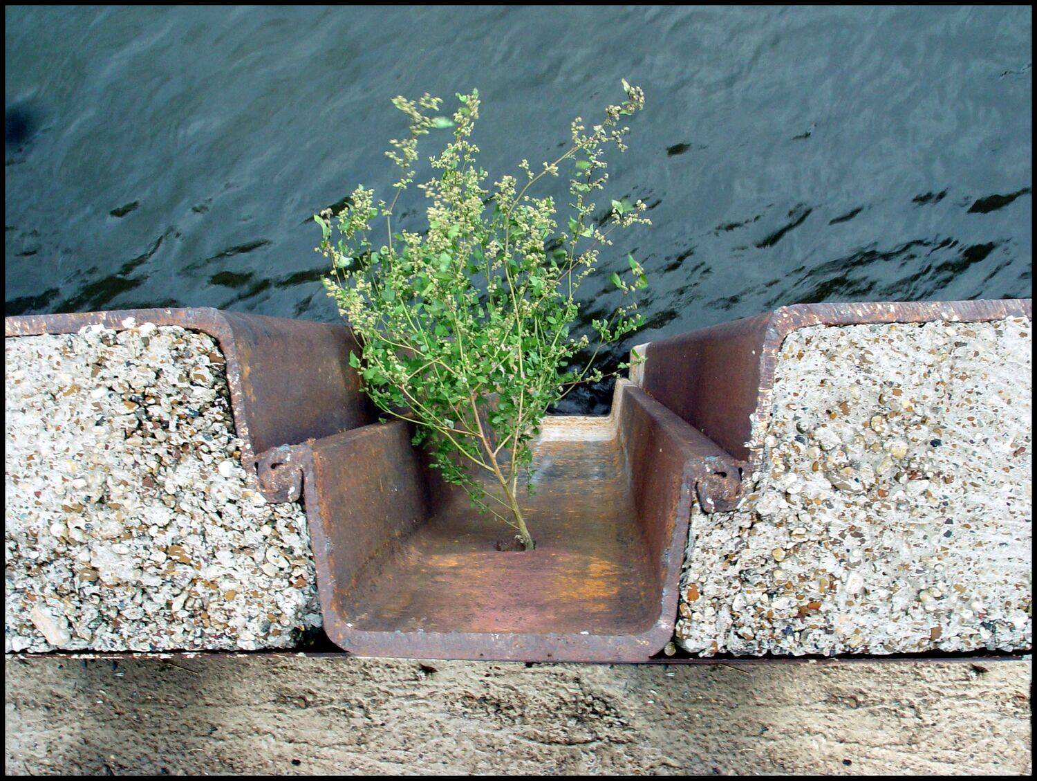 , Меднов Влад