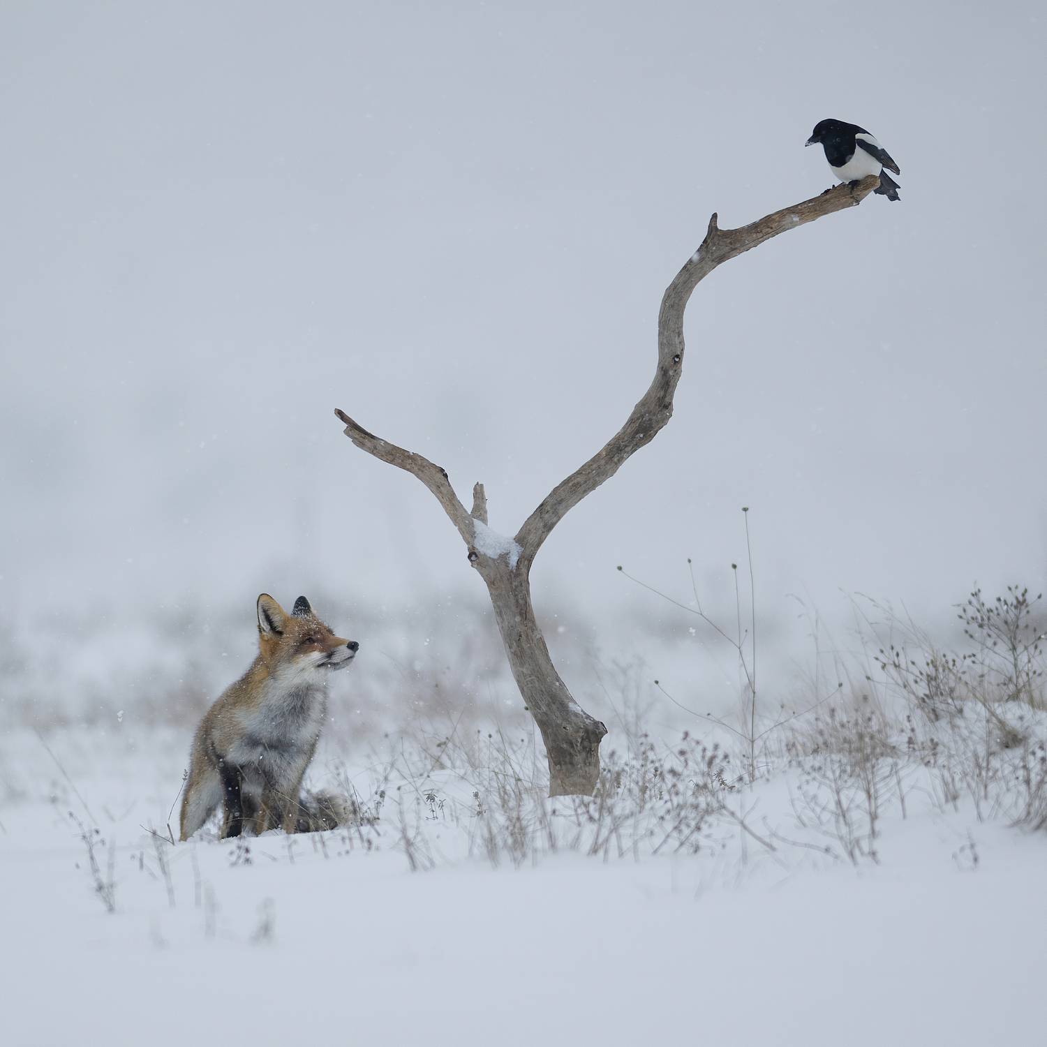 , Мартин Попов