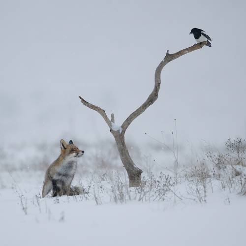 Зимняя сказка