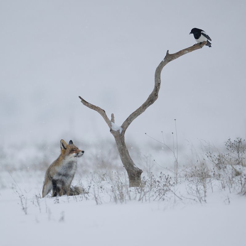 Зимняя сказка фото превью