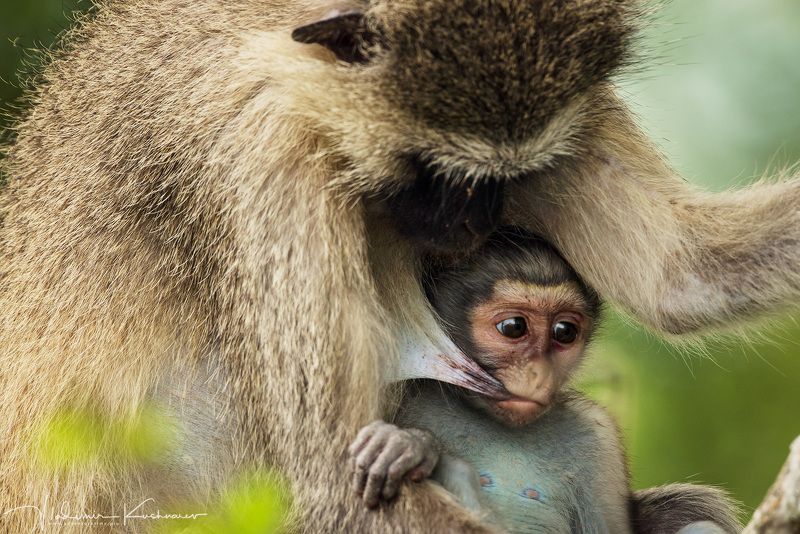 Весна в ЮАР фото превью