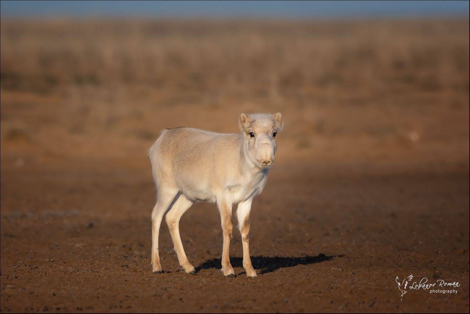 , Лобанов Роман