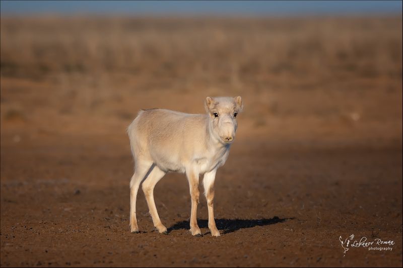 * * * фото превью