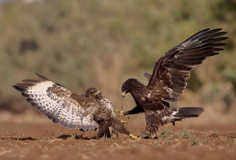 Кунг-фу фото превью