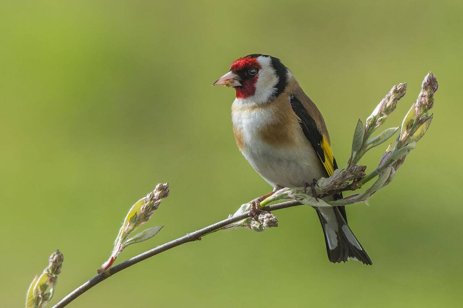 , Кулаков Юрий