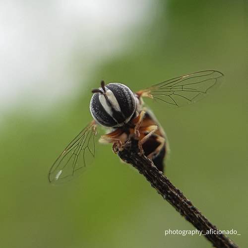 A tiny bee sits on a leaf. Mobile photography
