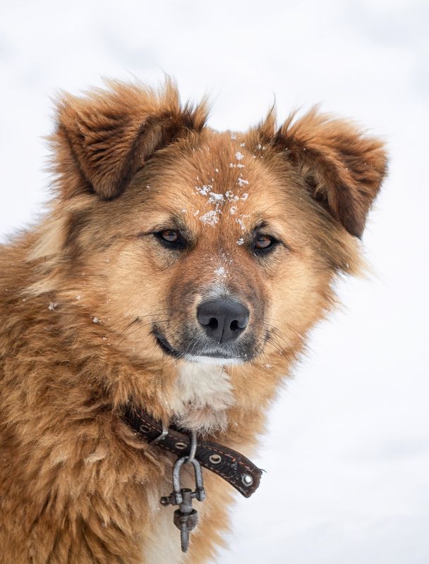 Собакен фото превью