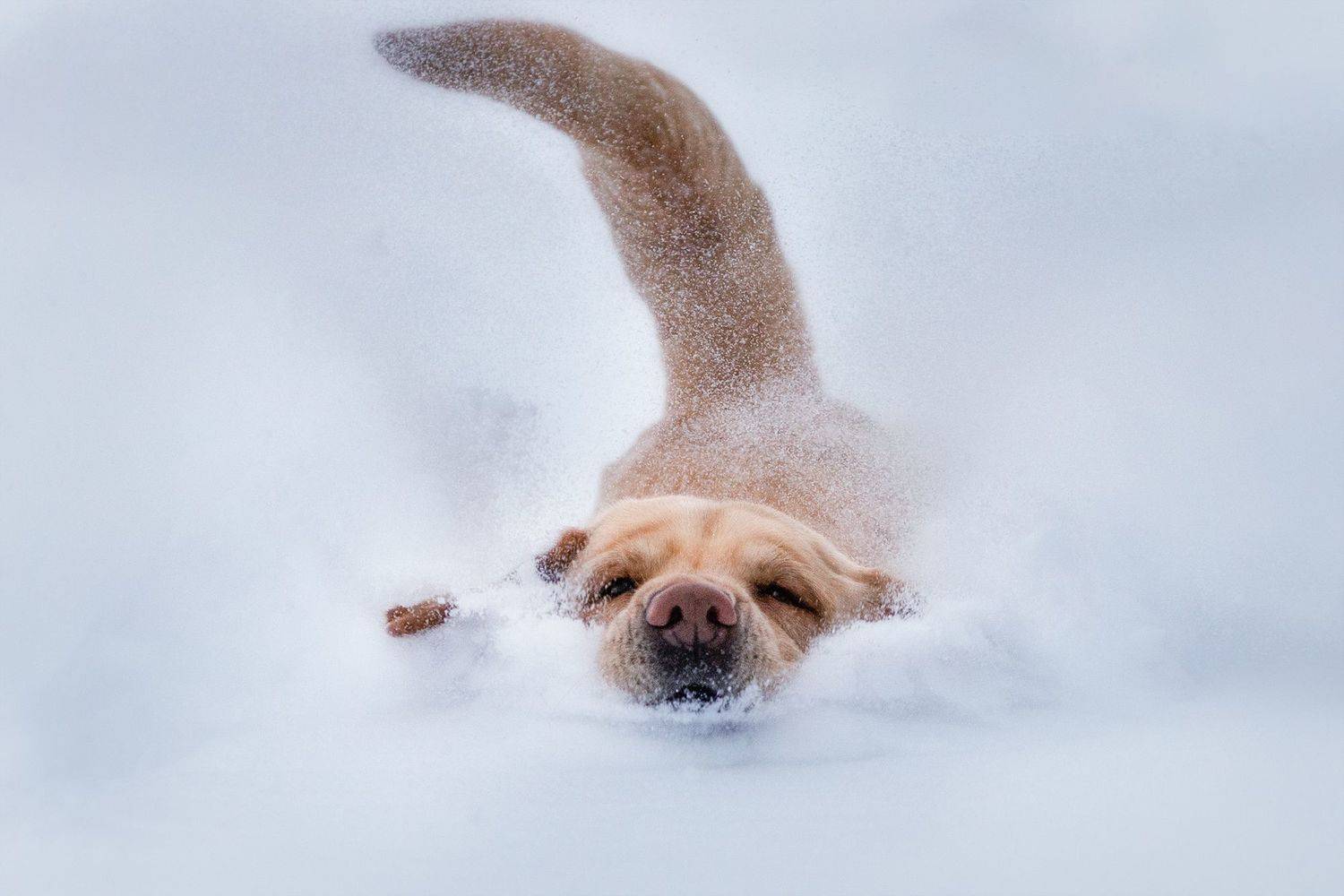 , Шерскова Мария