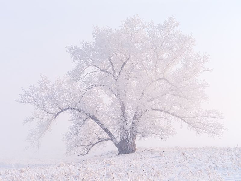 Мороз, туман, немного солнца... фото превью