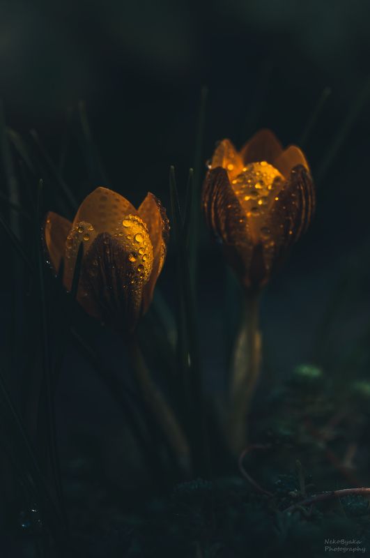 макро, природа, цветы, весна, капли, крокусы, macro, nature, flowers, spring, drops, crocuses, Крокусы фото превью