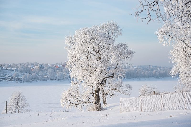 зима иней зерево тутаев романов-борисоглебск снег мороз В роскошном зимнем одеянии то древо у реки растёт фото превью