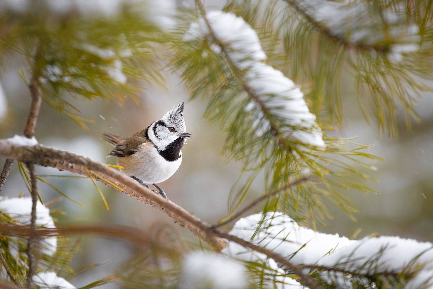 , Чудинин Дмитрий