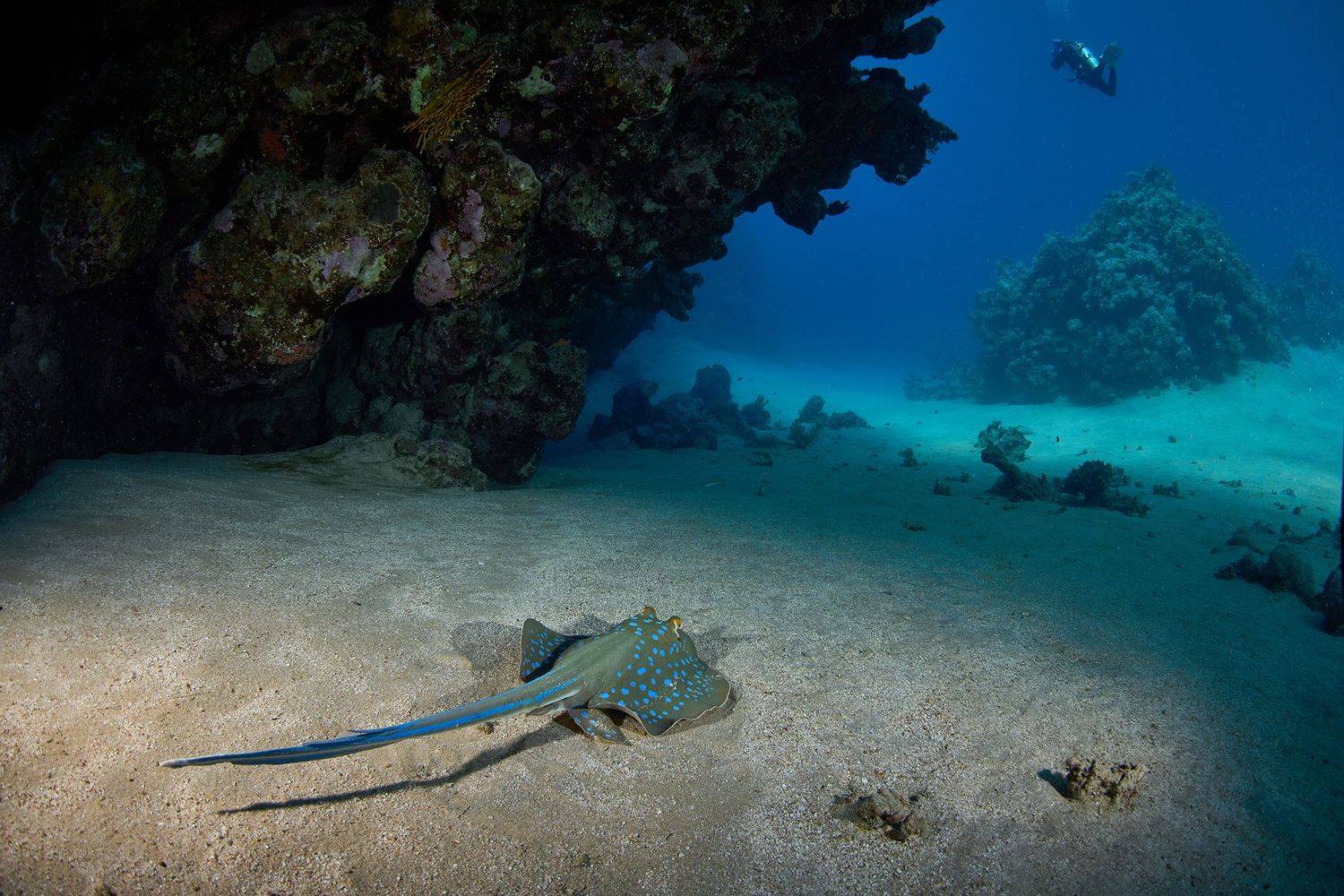 скат, море, дайвинг, тропики, рыбы, подводный мир, тропические рыбки, PAVEL PEREPECHAEV