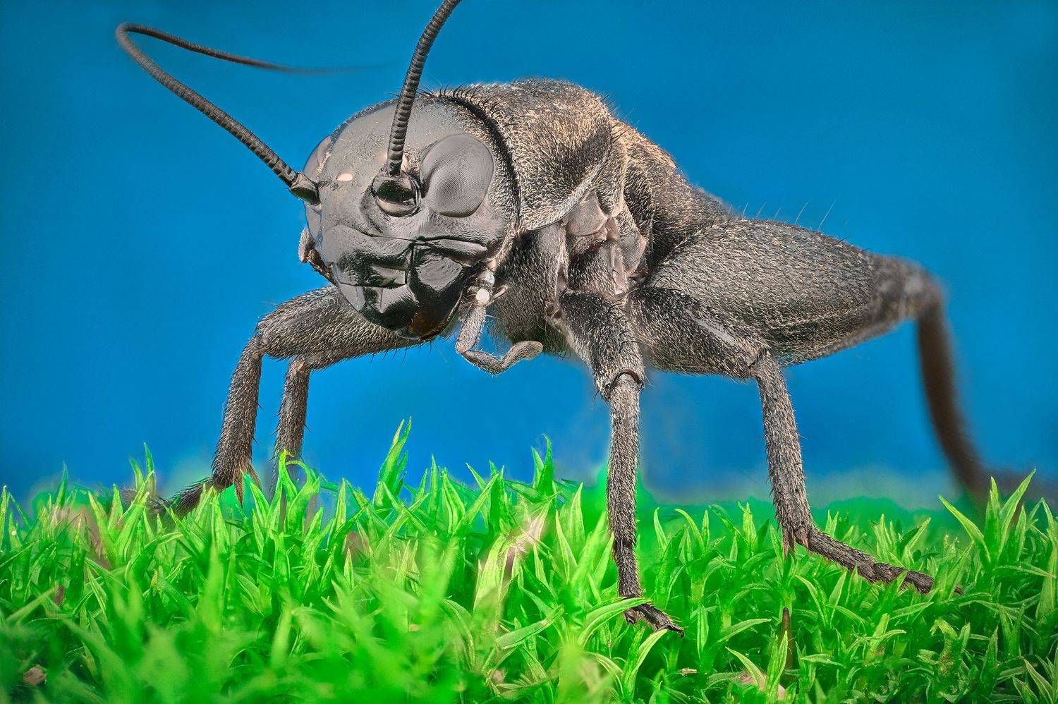 ceclii, macro, Ganev Tsvetan