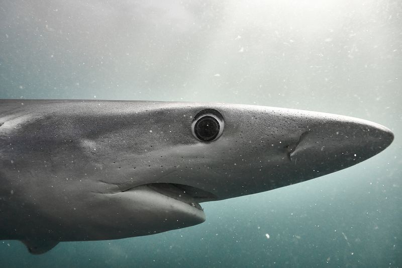 Blue shark / Синяя акула фото превью