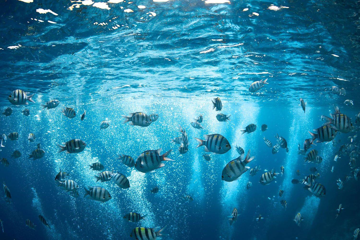 подводная фотосъемка, коралловый риф, рыбы, тропические рыбки, дайвинг, море, дайвинг, PAVEL PEREPECHAEV