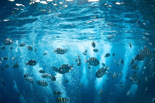 Fish-bees / Рыбы-пчёлы