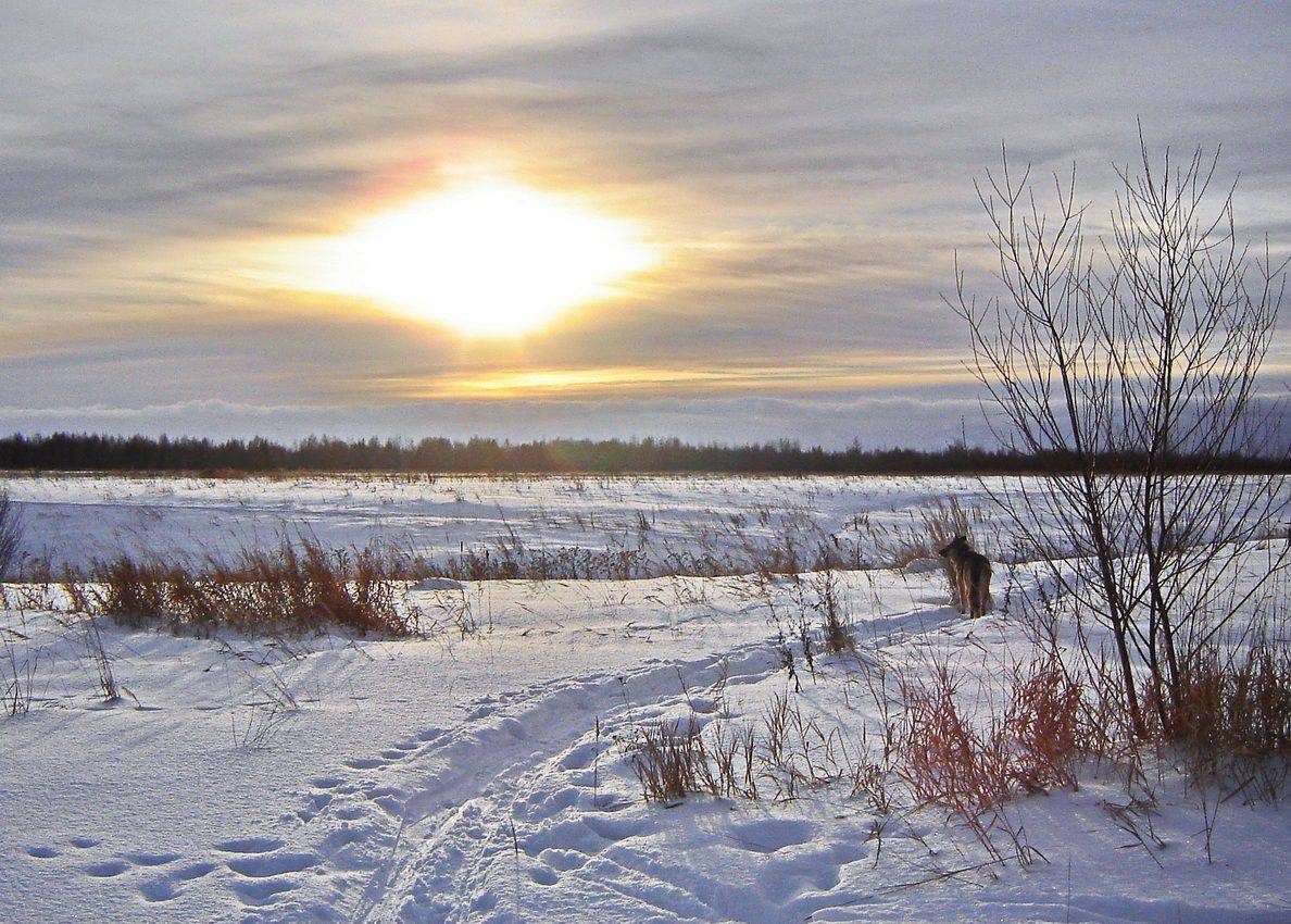, Николаев Владимир