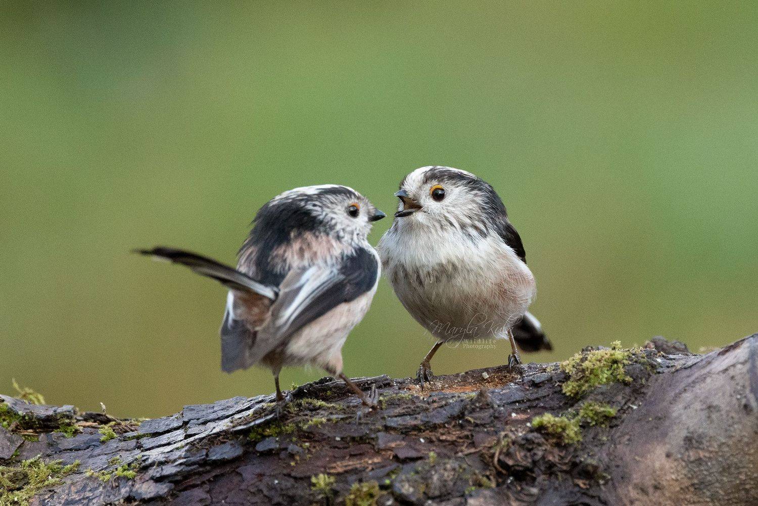 long tiled tit, ltt, birds, nature, wildlife, MARIA KULA
