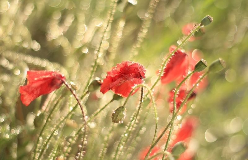 Первый снег фото превью