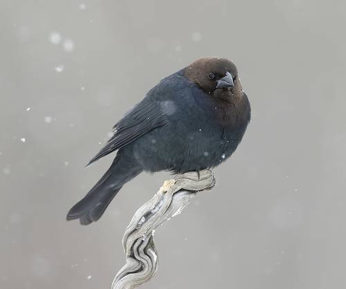 Brown-headed Cowbird - Буроголовый коровий трупиал