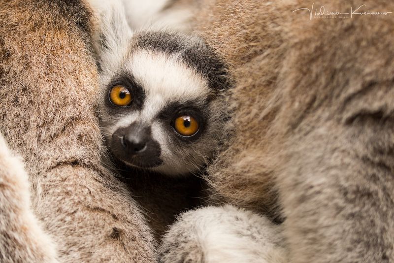 Весна в ЮАР фото превью