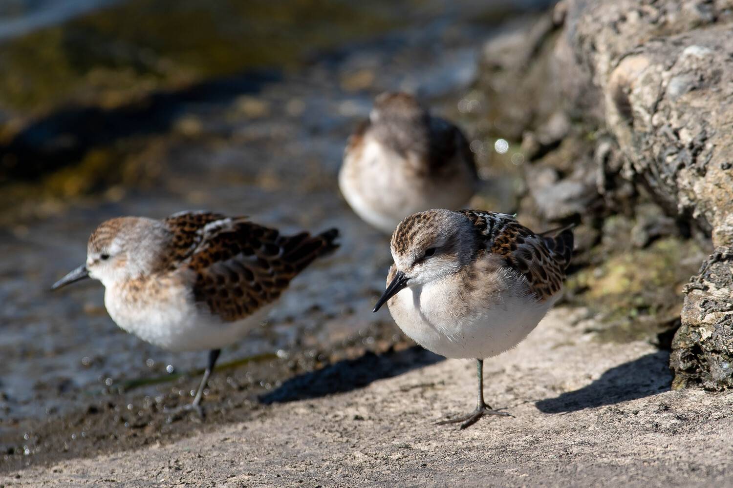 Calidris minuta, bird, birds, birdswatching, volgograd, russia, wildlife, , Сторчилов Павел