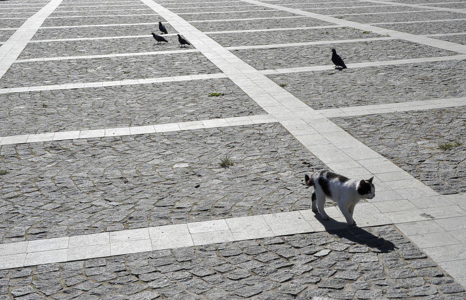 Животные, Пшеннов Михаил