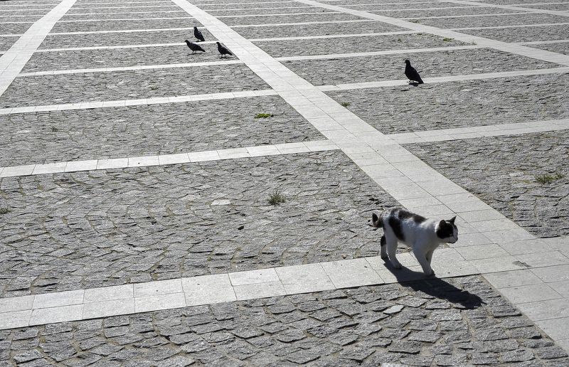 Животные Вегетарианец   Vegetarian фото превью