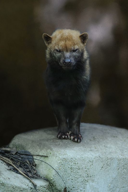 Bush dog. фото превью