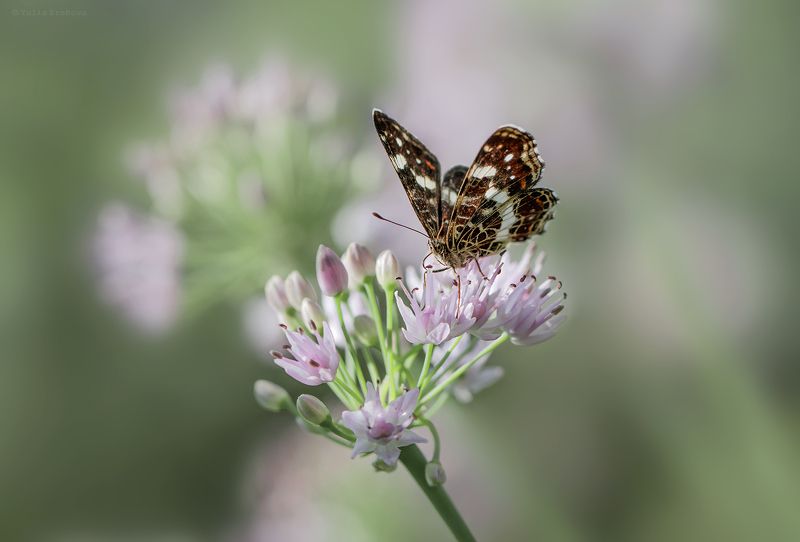 пестрокрыльница изменчивая, araschnia levana, бабочка, макро, macro Пестрокрыльница изменчивая (летняя) фото превью
