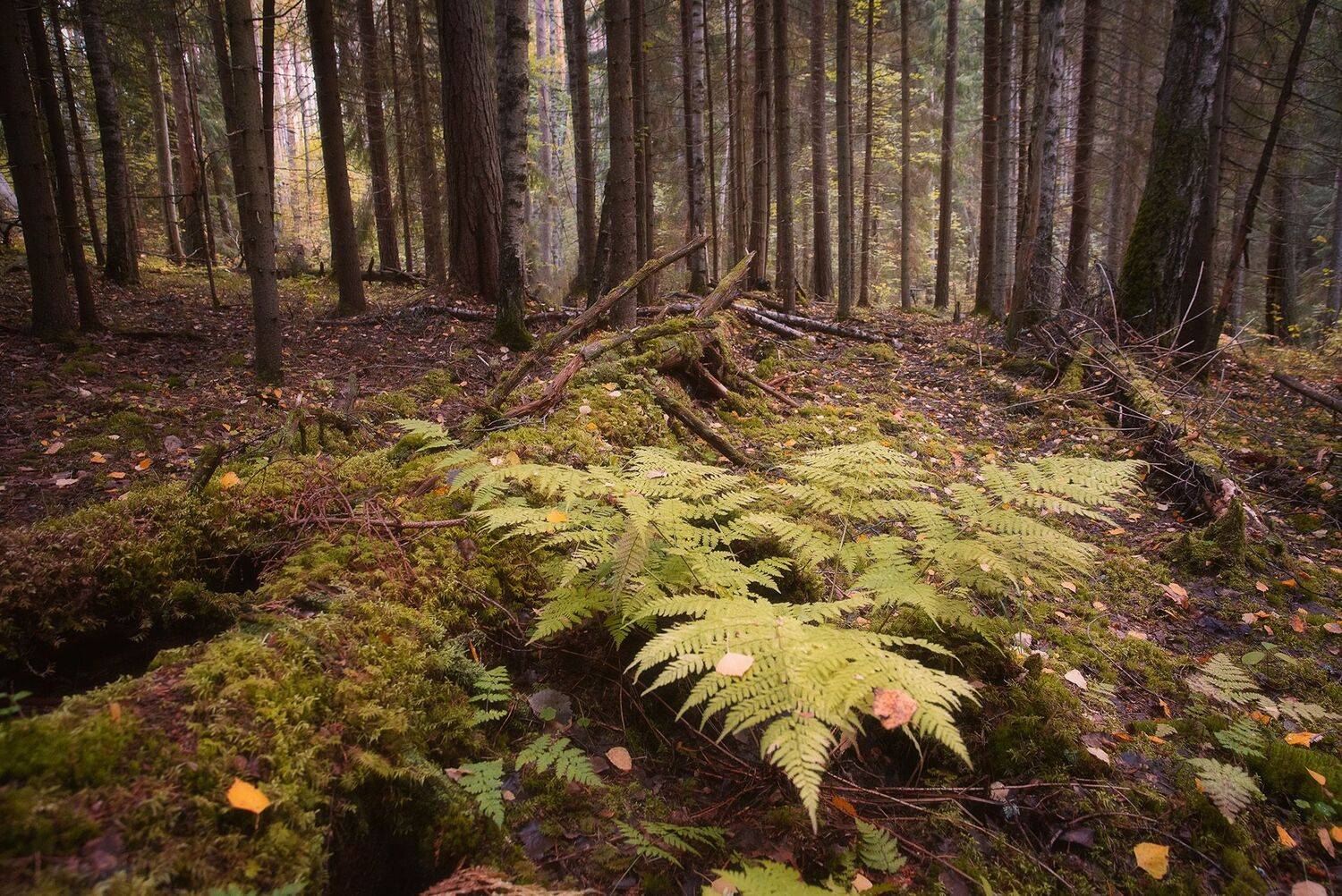 лес, осень, папоротник, ленинградская область, карелия, север, Чавыкина Анастасия