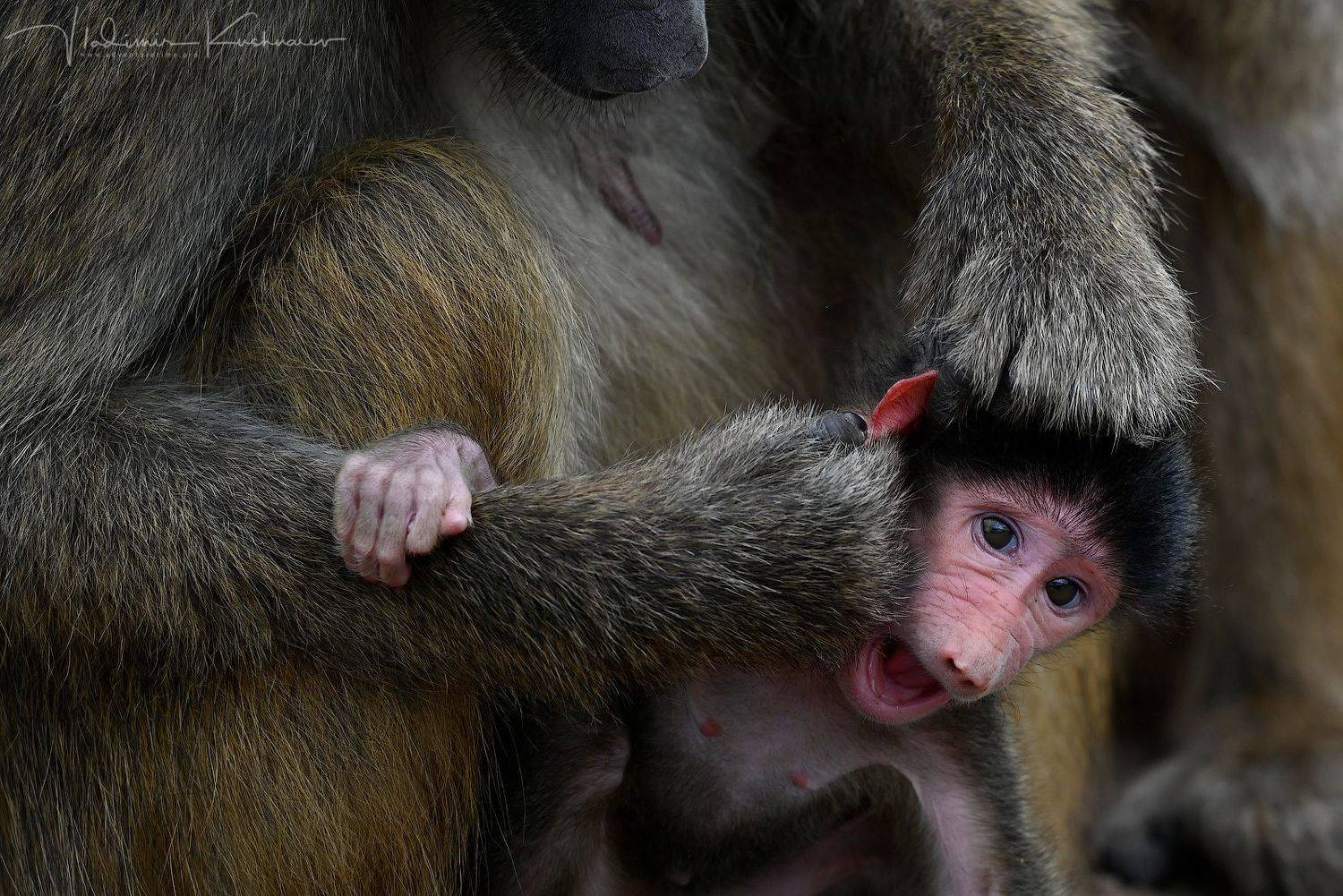 , Vladimir Kushnarev