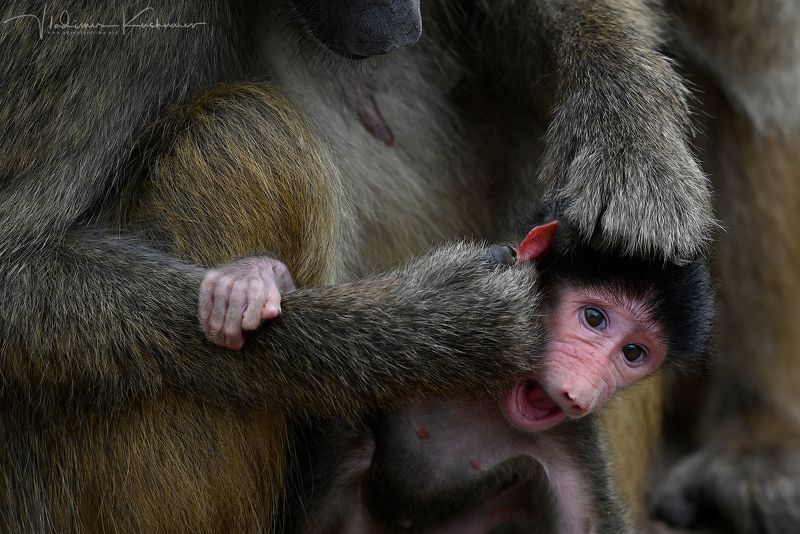 Уши Мыл? фото превью
