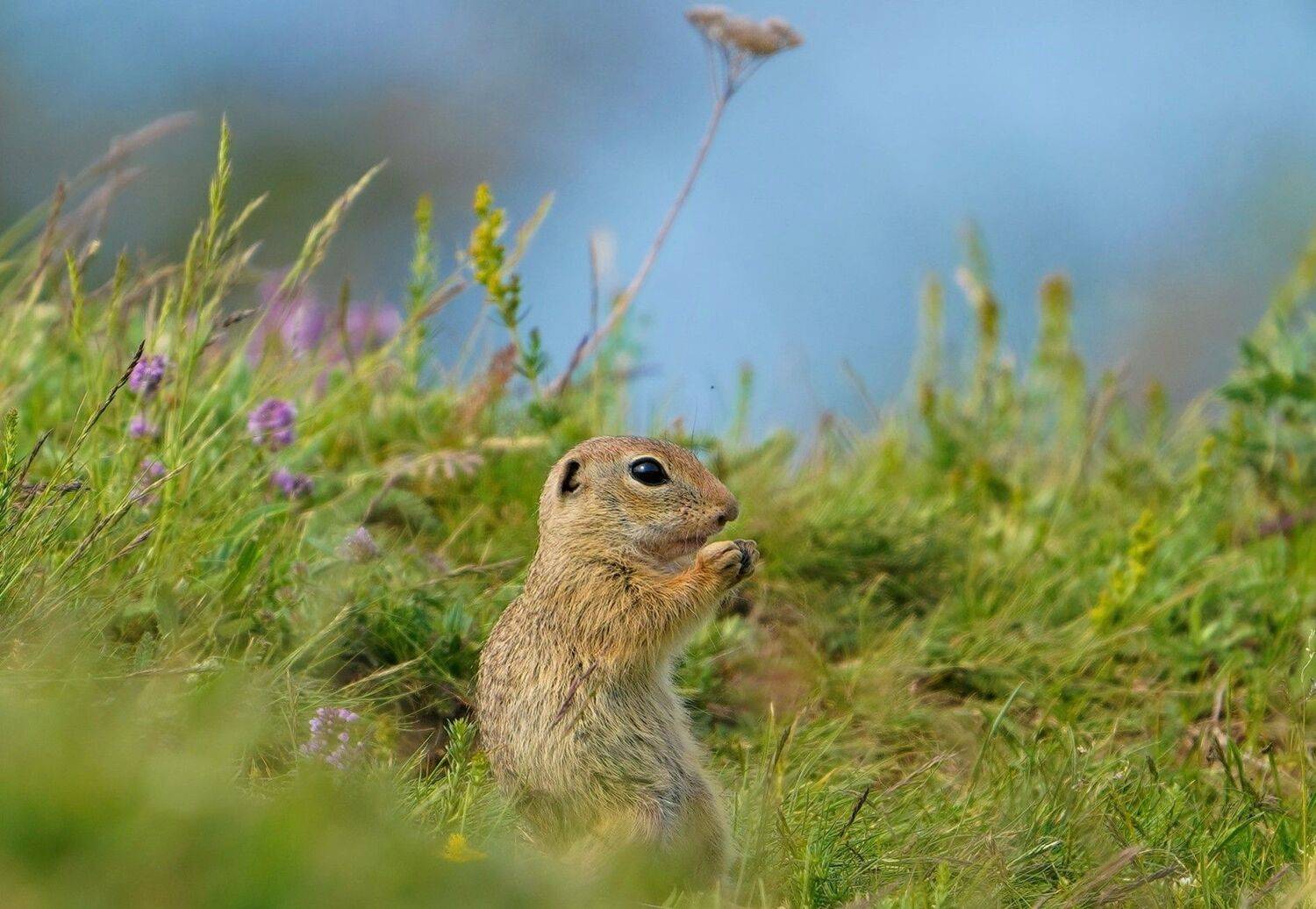 , Красимир Георгиев