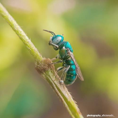 A tiny bee sits on a branch of a plant. Mobile photography