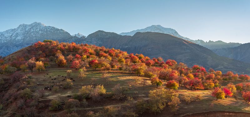 узбекистан, чарвакское водохранилище, uzbekistan Фруктовый сад фото превью
